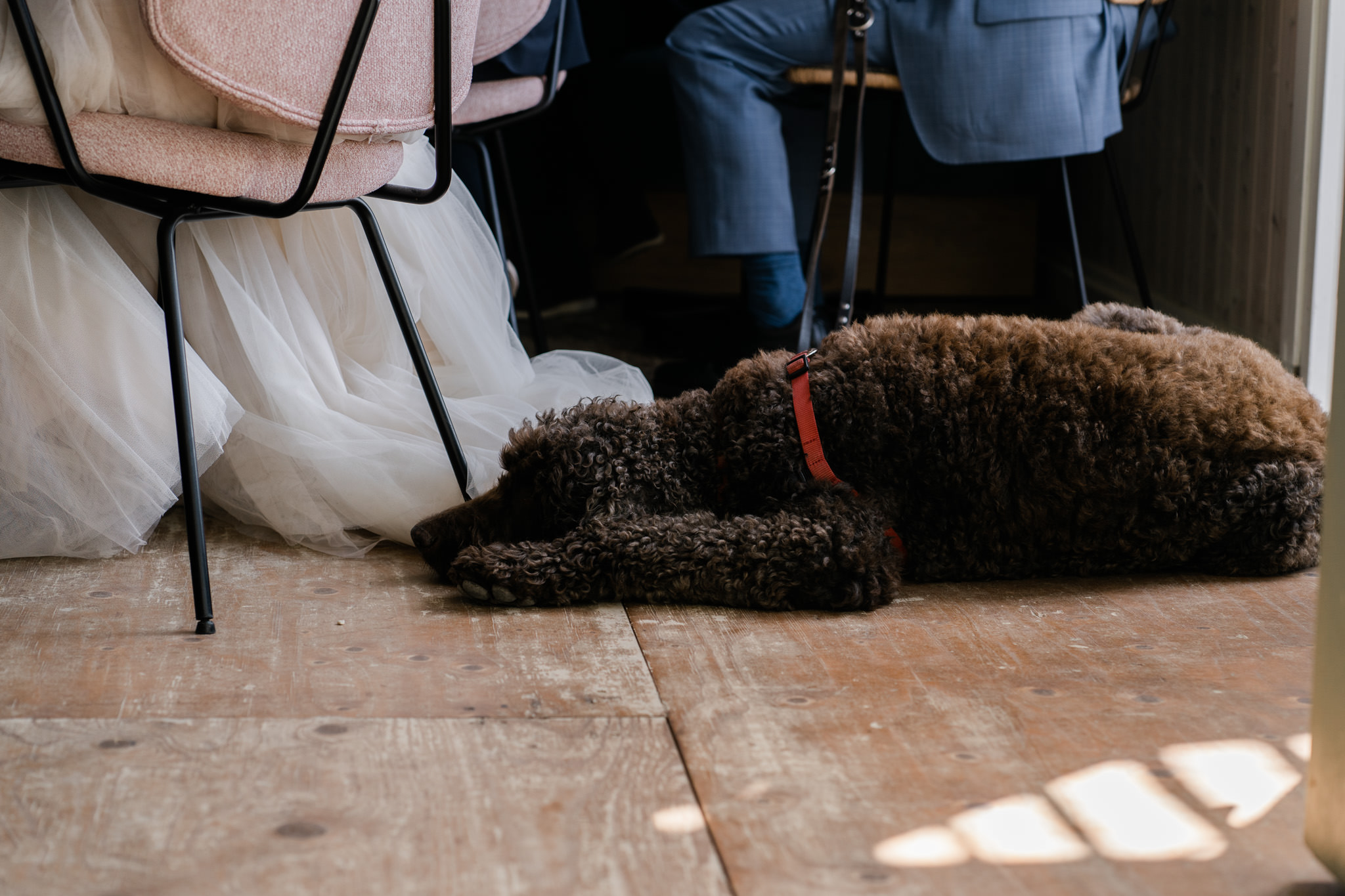 Trouwen met huisdieren: zo betrek je je hond of kat bij de dag