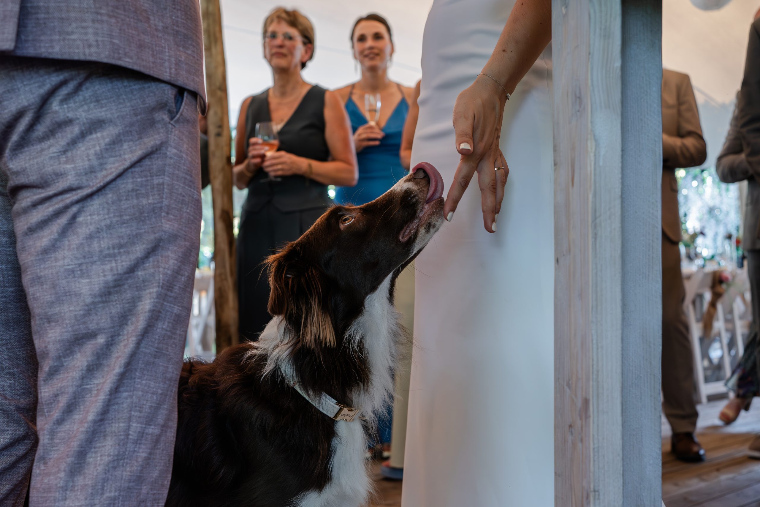 Met een second shooter op je bruiloft mis je geen enkel kleine momenten worden gezien, zoals een hond die de vingers van de bruid aflikt na het eten van de bruidstaart